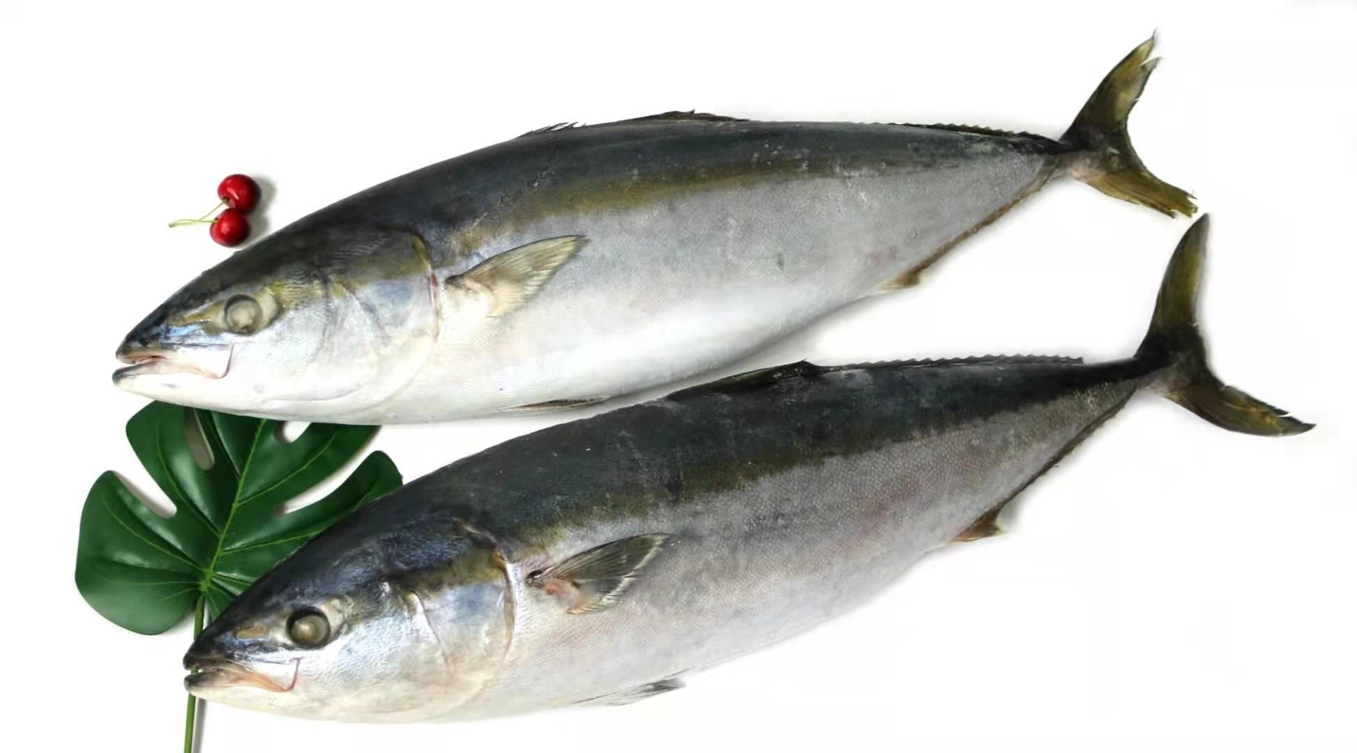 マグロ派のブリ マグロ派のブリ Oma Tuna Ryujin [Volume 3 | Longline Fishing